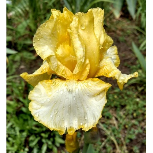 Plante- Iris germanica Little Mary Sunshine