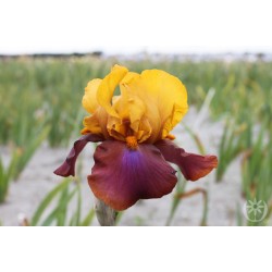 Plante- Iris germanica Louder Still