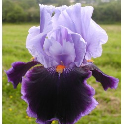 Plante- Iris germanica Magic Man