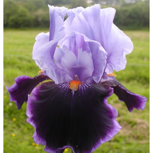 Plante- Iris germanica Magic Man