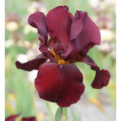 Plante- Iris germanica Man from Rio