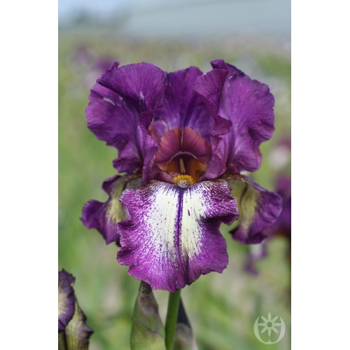 Plante- Iris germanica Mascarade