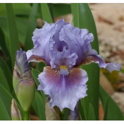 Plante- Iris germanica Megglethorp