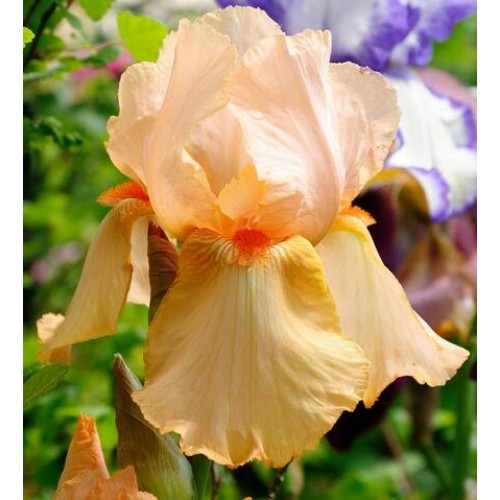 Plante- Iris germanica Mme Francois Debat