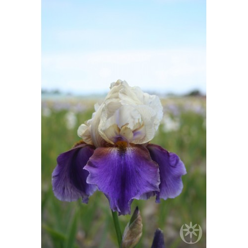 Plante- Iris germanica Mocambo