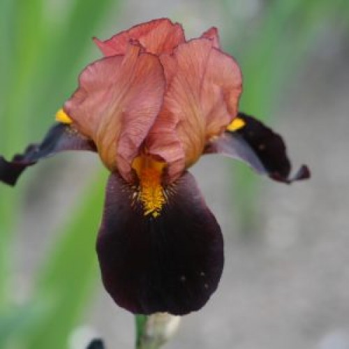 Plante- Iris germanica Momauguin