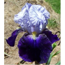 Plante Iris germanica Night Edition