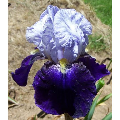 Plante Iris germanica Night Edition