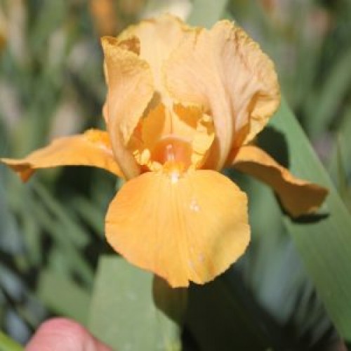 Plante- Iris germanica Obligado