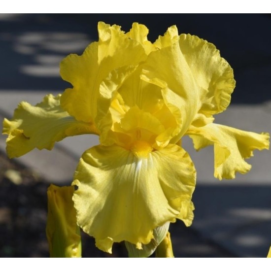 Plante Iris germanica October Sun