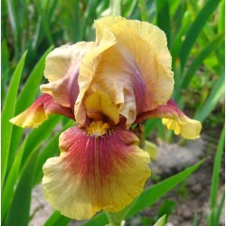 Plante- Iris germanica Oklahoma Bandit 