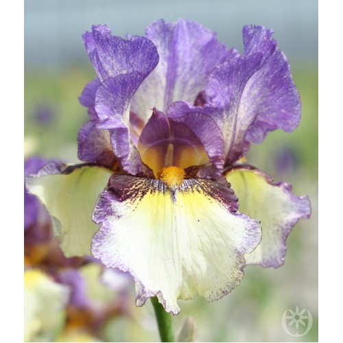 Plante- Iris germanica On the Go