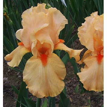 Plante Iris germanica Orange Chariot
