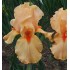 Plante Iris germanica Orange Chariot