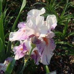 Plante- Iris germanica Peach Jam