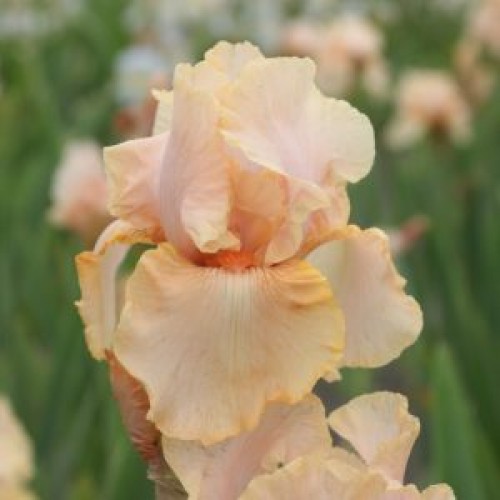 Plante- Iris germanica Peach Reprise