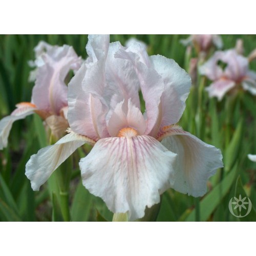 Plante- Iris germanica Pink Horizon