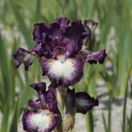 Plante- Iris germanica Prince of Burgundy