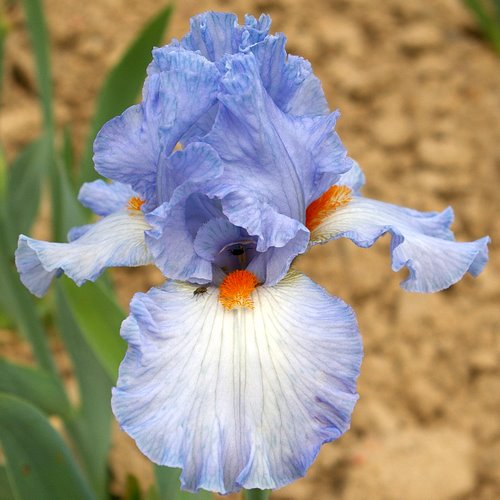Plante- Iris germanica Princesse Caroline de Monaco