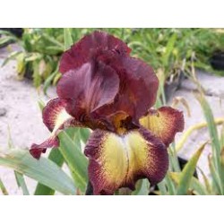 Plante- Iris germanica Provencal