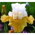 Plante Iris germanica Pumpkin Cheesecake