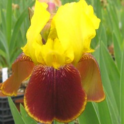 Plante- Iris germanica Rajah Brooke