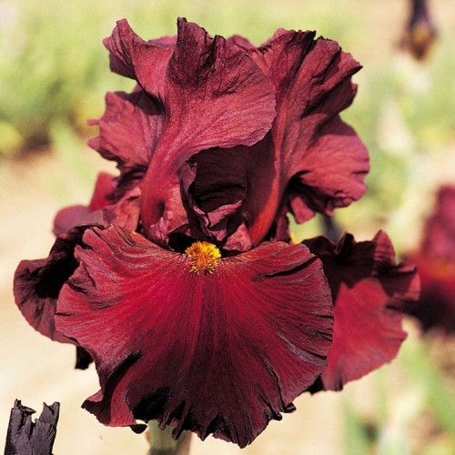 Plante- Iris germanica Ruby Mine