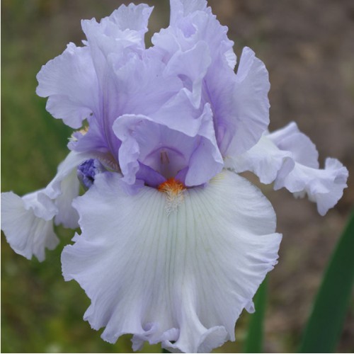 Plante- Iris germanica Rippling Clouds