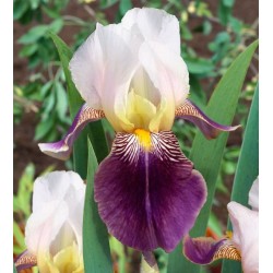 Plante- Iris germanica Salonique
