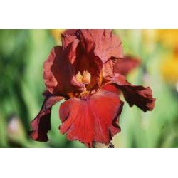 Plante- Iris germanica Samurai Warrior