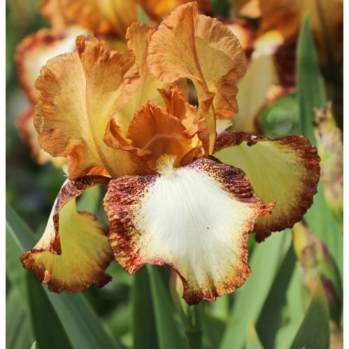 Plante- Iris germanica Siva Siva