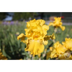 Plante- Iris germanica Spirit of Memphis