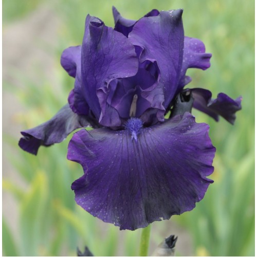 Plante- Iris germanica Storm Center