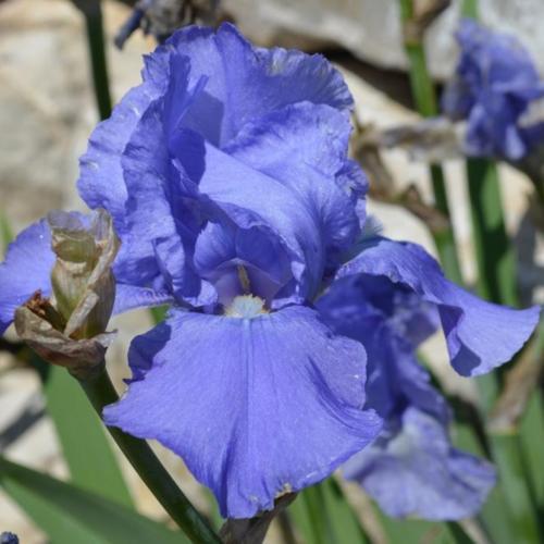 Plante- Iris germanica Sugar Blues