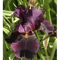 Plante- Iris germanica Sunday Punch 
