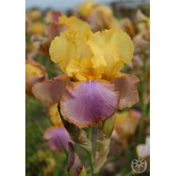 Plante- Iris germanica Sunset Sky