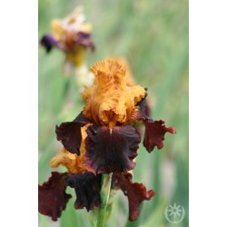 Plante- Iris germanica Supreme Sultan