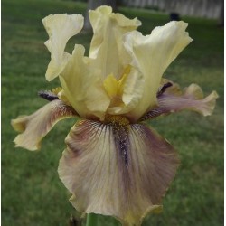 Plante- Iris germanica Thornbird