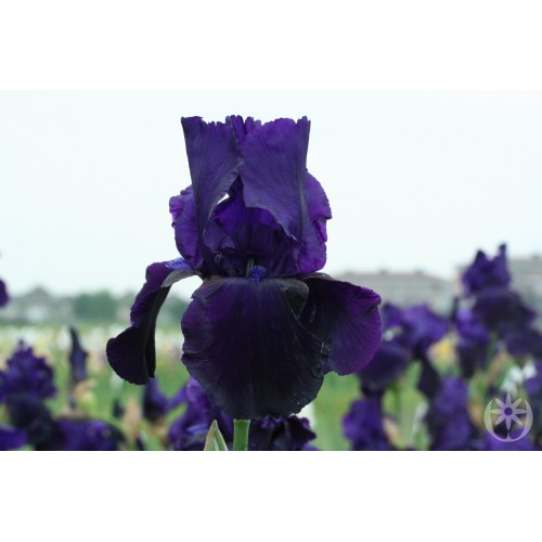 Plante- Iris germanica Tuxedo
