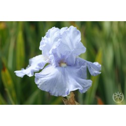 Plante- Iris germanica Twice Delightfull