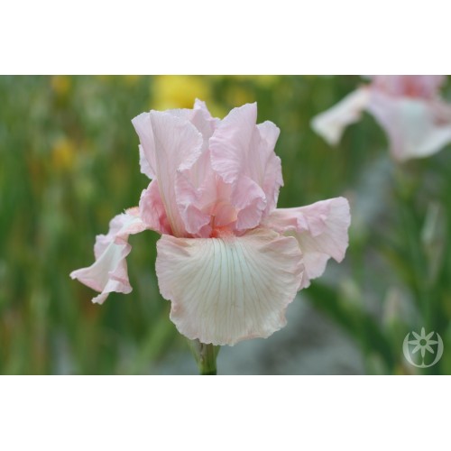 Plante- Iris germanica Vanity