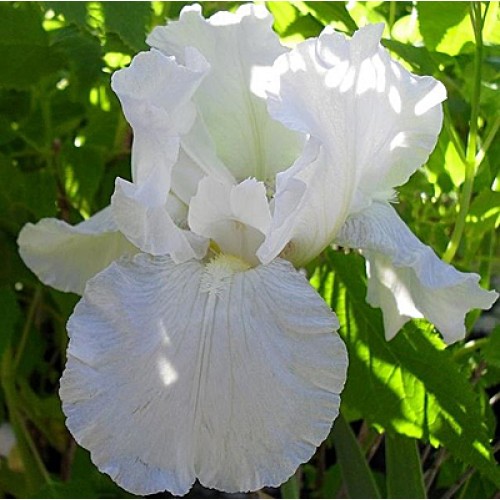 Plante- Iris germanica Virginia Agnes