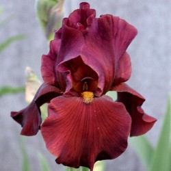 Plante Iris germanica War Chief