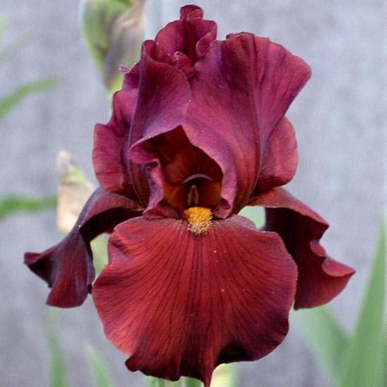 Plante Iris germanica War Chief