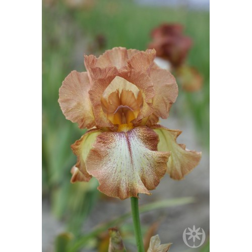 Plante- Iris germanica Wild Ginger