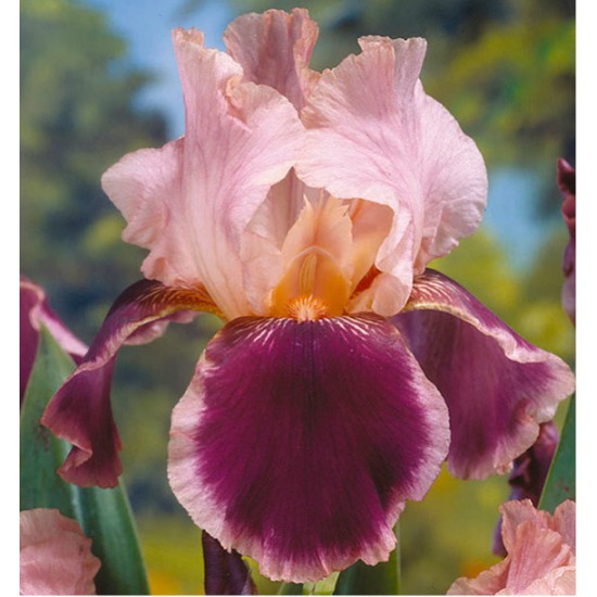 Plante Iris germanica Wine and Roses