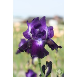 Plante Iris germanica Winner's Circle