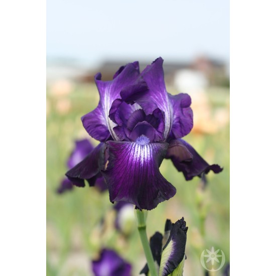 Plante Iris germanica Winner's Circle