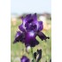 Plante Iris germanica Winner's Circle