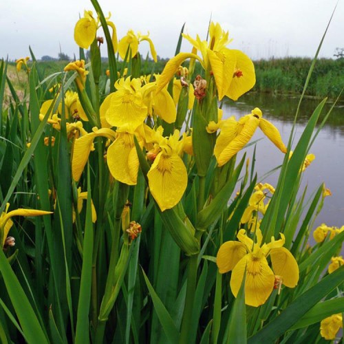 Plante Iris pseudacorus -Stanjenel de balta